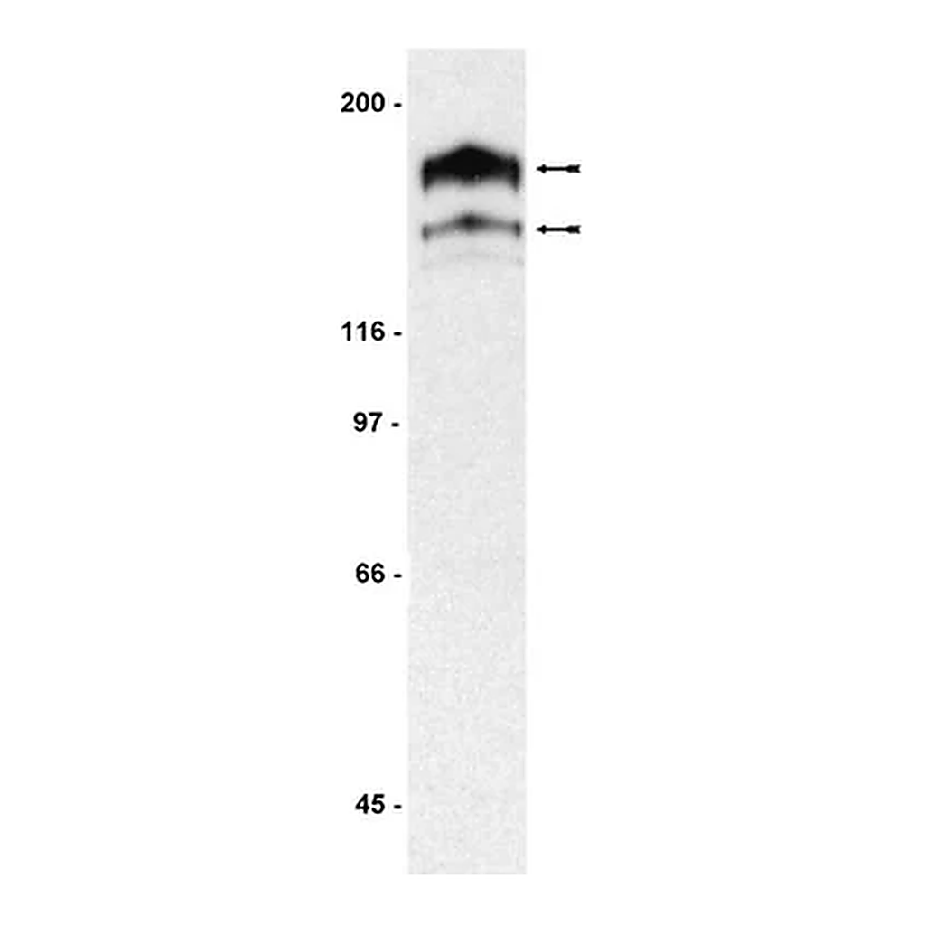 Merck Anti-PDGFRα Antibody