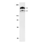 Merck Anti-PDGFRα Antibody