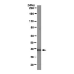 Merck Anti-Mcl-1 Antibody, clone RC13