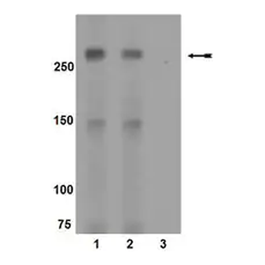 Merck Anti-phospho-mTOR (Ser2448) Antibody