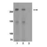 Merck Anti-phospho-mTOR (Ser2448) Antibody