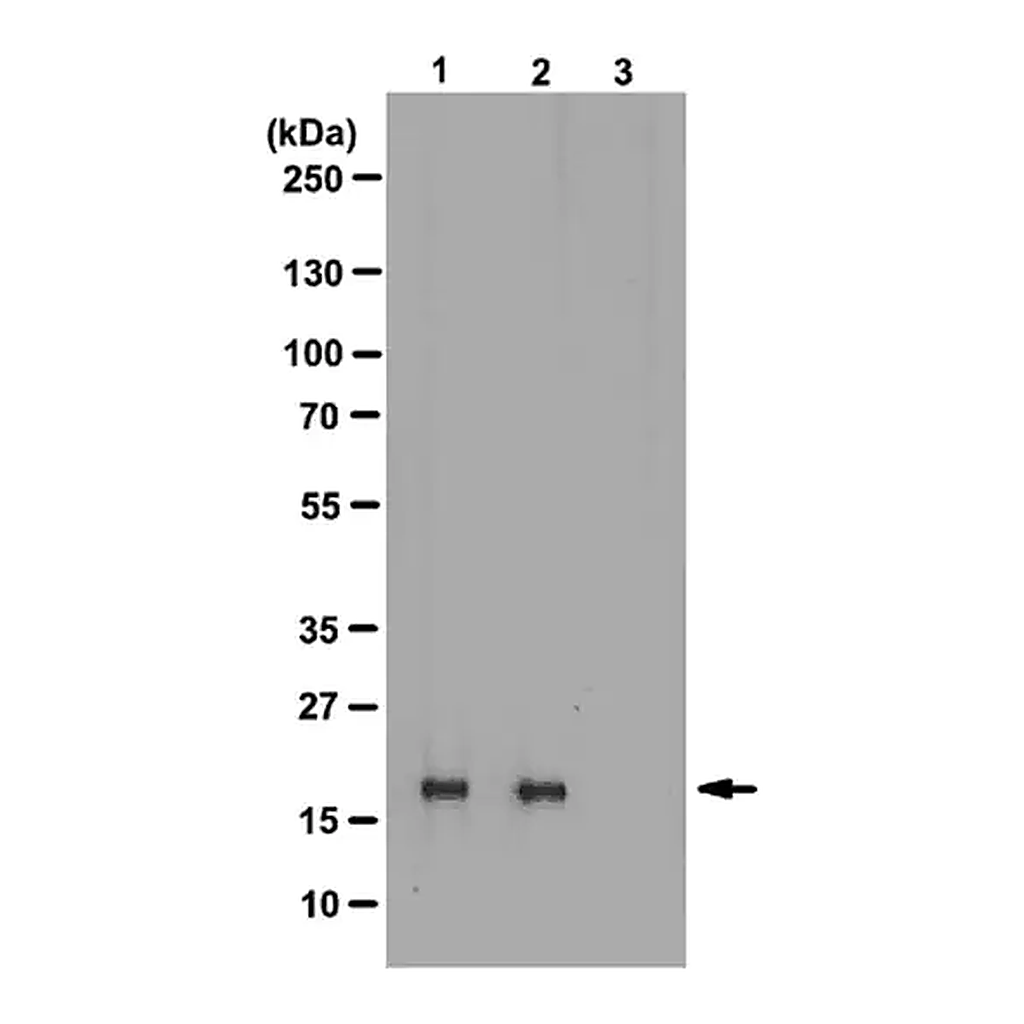 Merck Anti-phospho-Histone H3 (Thr3) Antibody, clone JY325, rabbit monoclonal