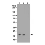 Merck Anti-phospho-Histone H3 (Thr3) Antibody, clone JY325, rabbit monoclonal