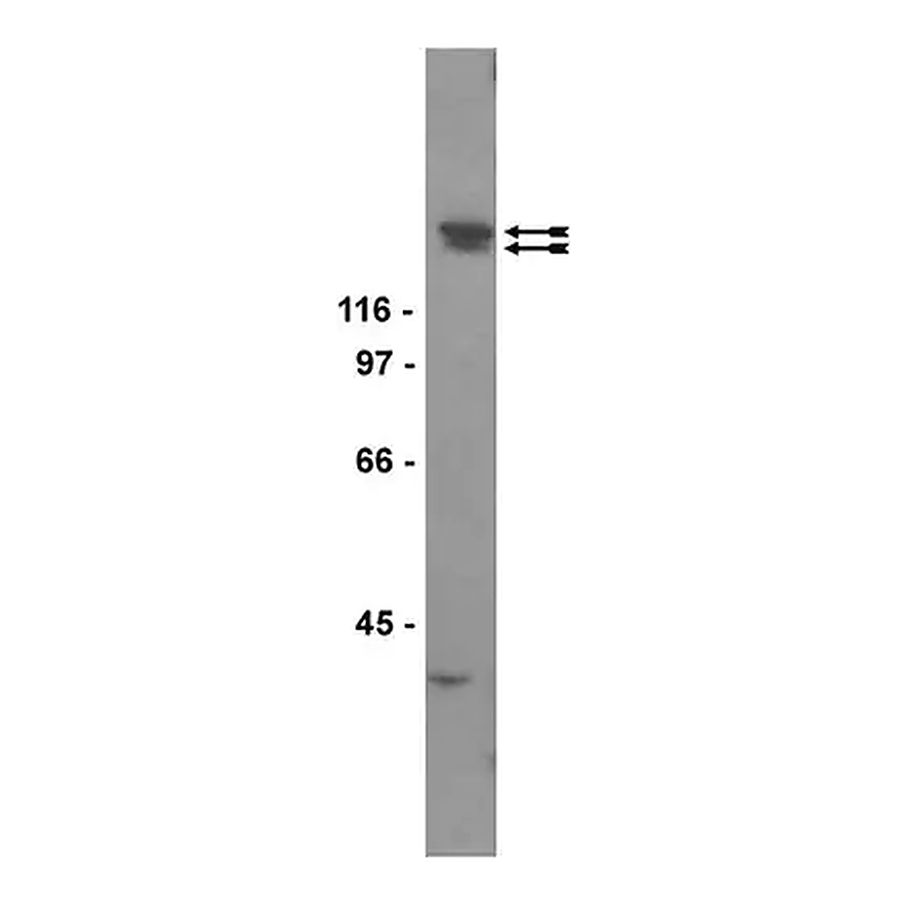 Merck Anti-KDR/Flk-1/VEGFR2 Antibody, clone CH-11