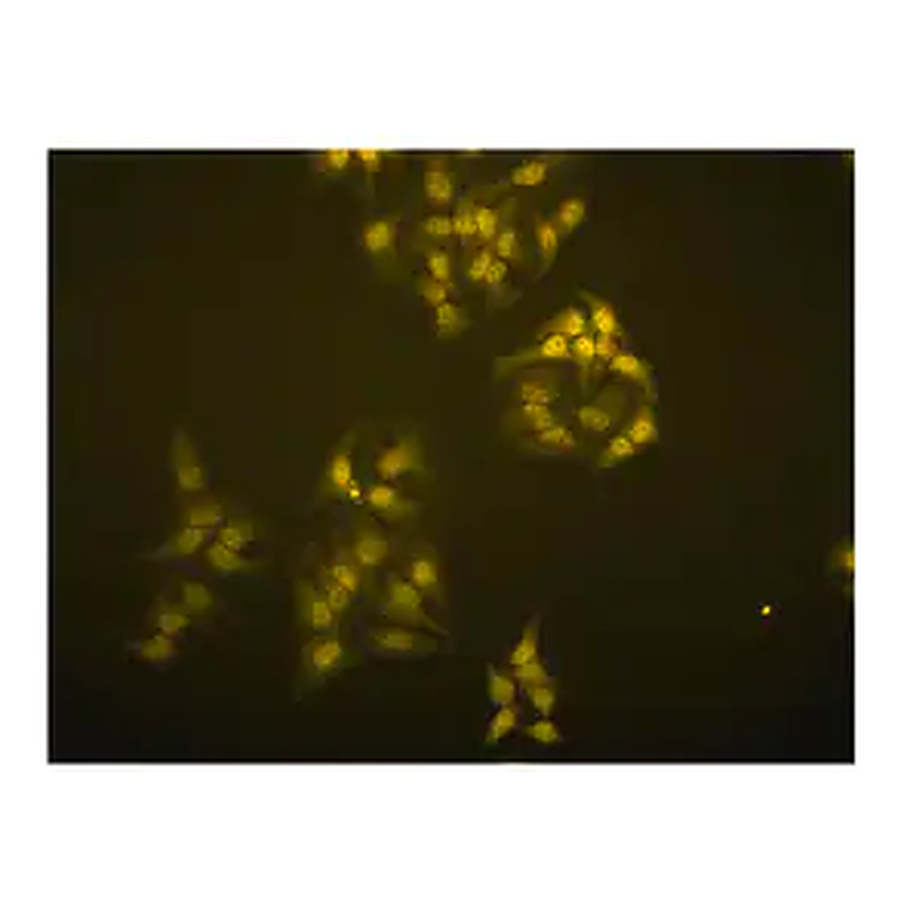 Merck Anti-TRF1 Antibody, clone BED5 57-6