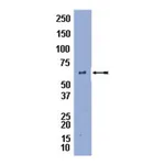 Merck Anti-Perilipin A Antibody