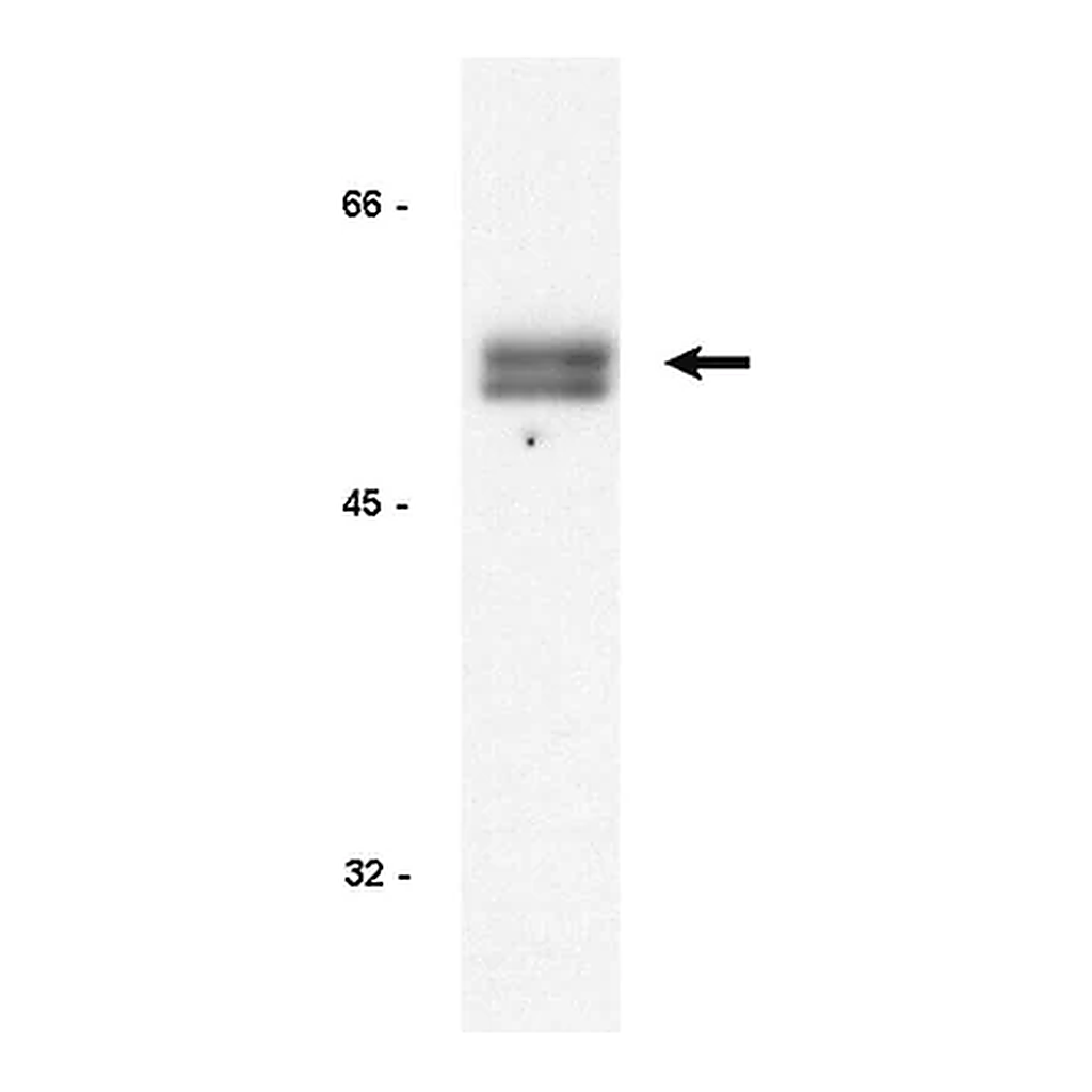 Merck Anti-Cyclin E Antibody, clone HE12