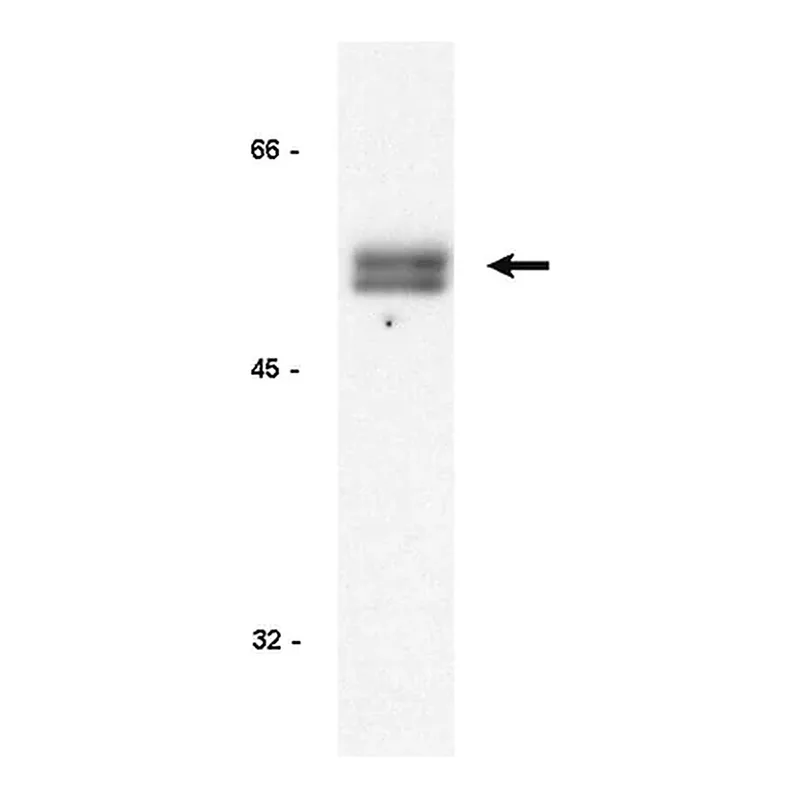 Merck Anti-Cyclin E Antibody, clone HE12