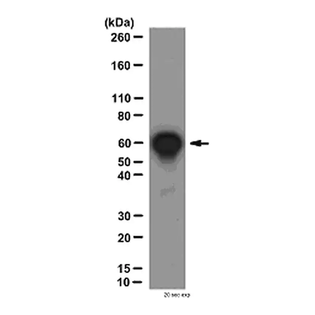 Merck Anti-NFκB p65 Antibody, CT