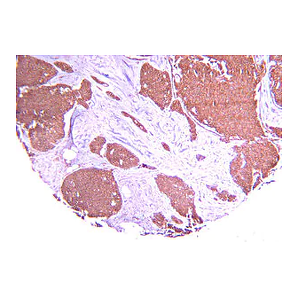 Merck Anti-Hypoxia Inducible Factor 1 α Antibody, clone H1α67