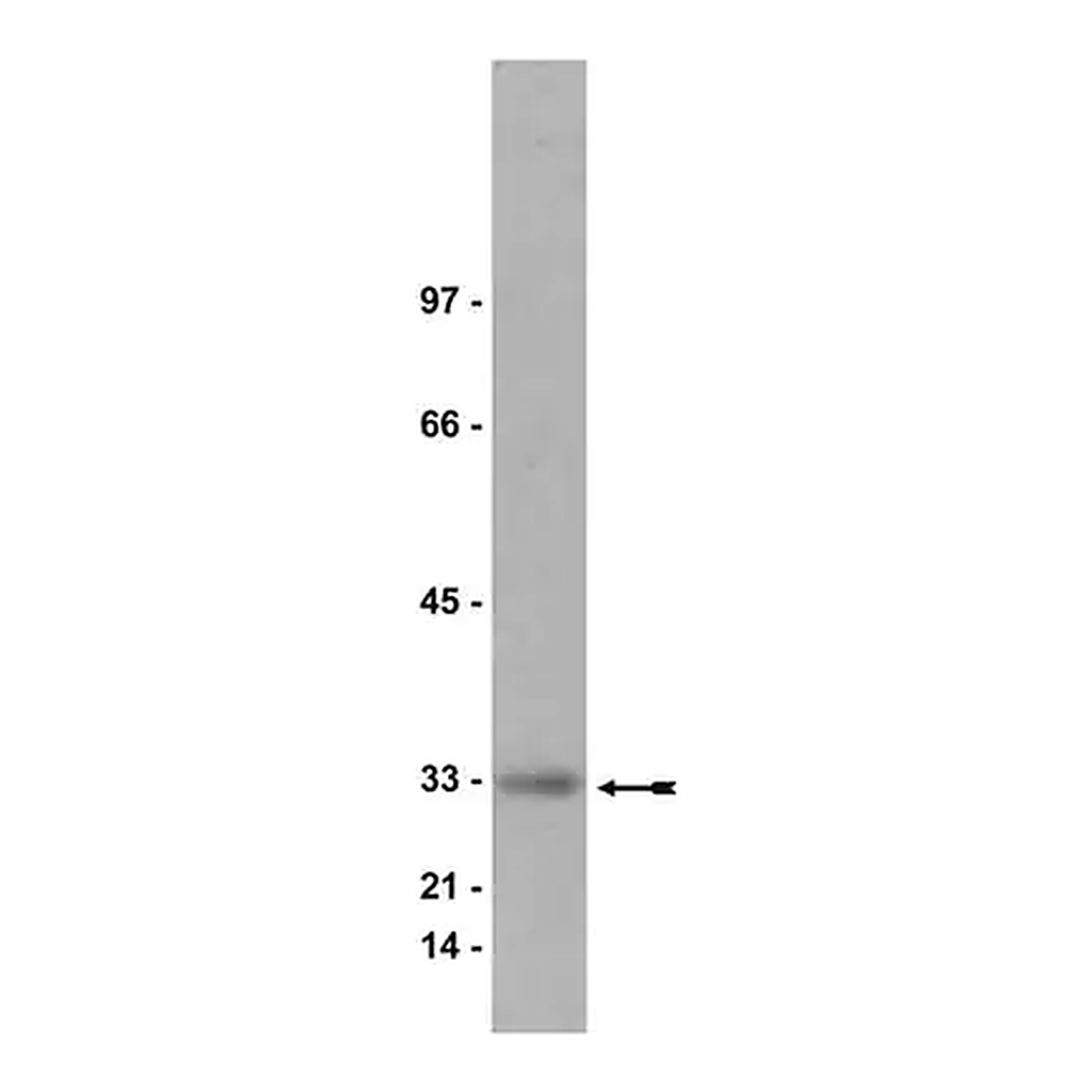 Merck Anti-Kip1 (p27) Antibody