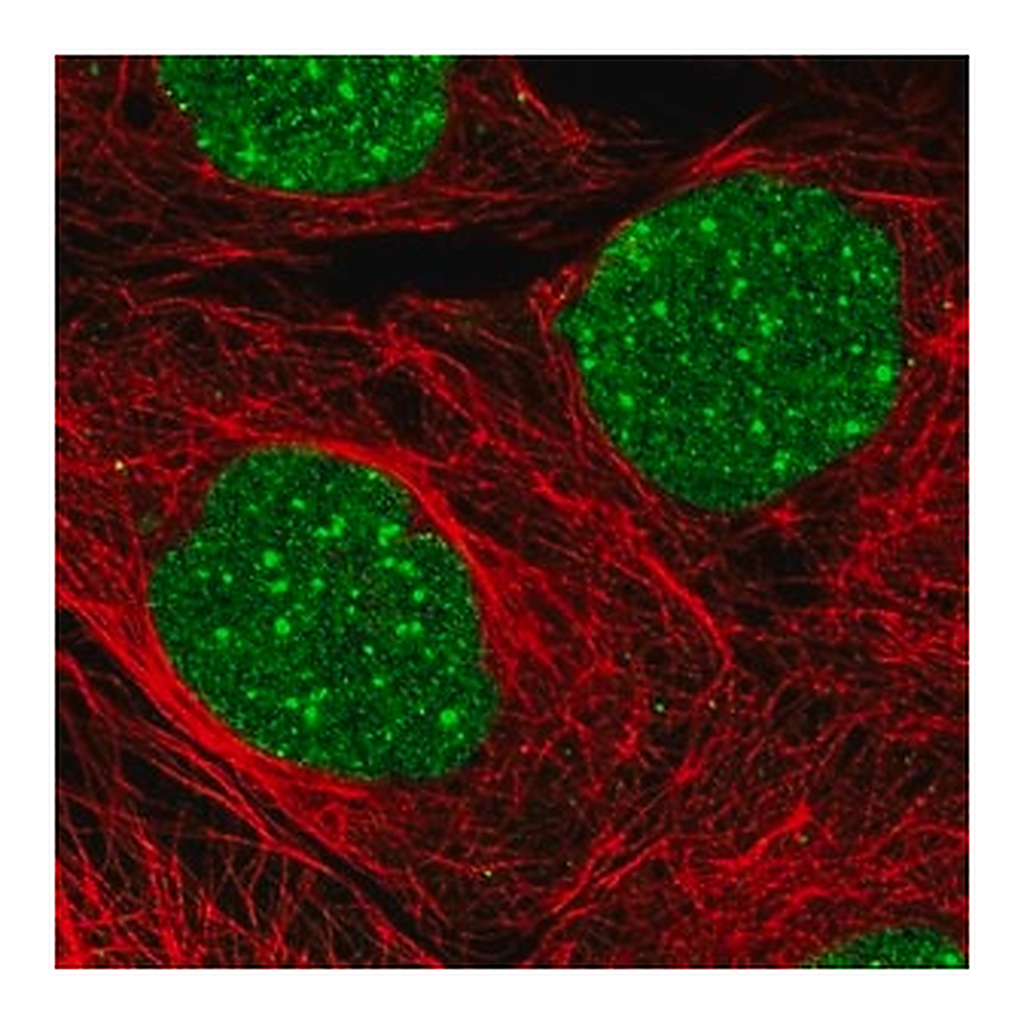Merck Anti-DAXX antibody produced in rabbit