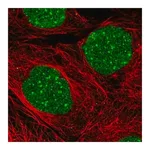 Merck Anti-DAXX antibody produced in rabbit