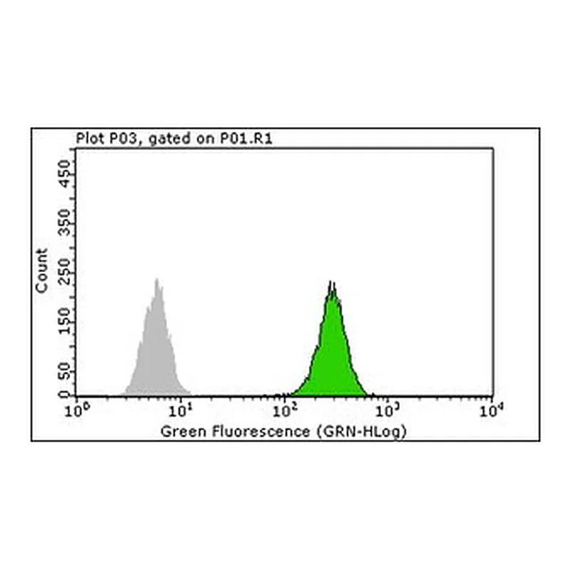 Merck Anti-c-Jun Antibody, clone 6E4.4
