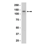 Merck Anti-N-Cadherin Antibody, clone 13A9