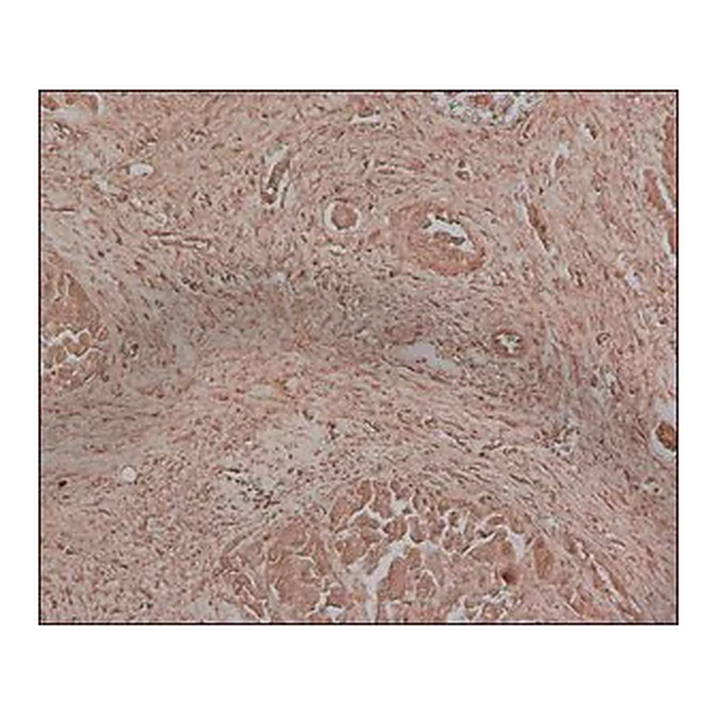 Merck Anti-Fetuin A antibody, Mouse monoclonal