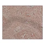 Merck Anti-Fetuin A antibody, Mouse monoclonal