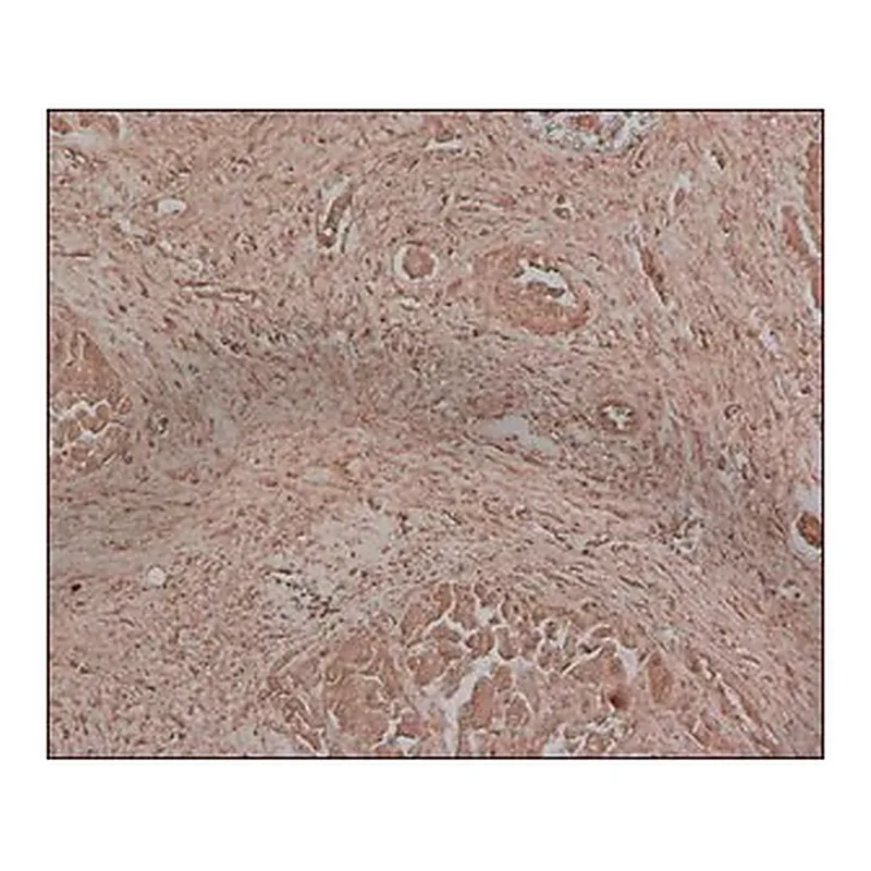 Merck Anti-Fetuin A antibody, Mouse monoclonal