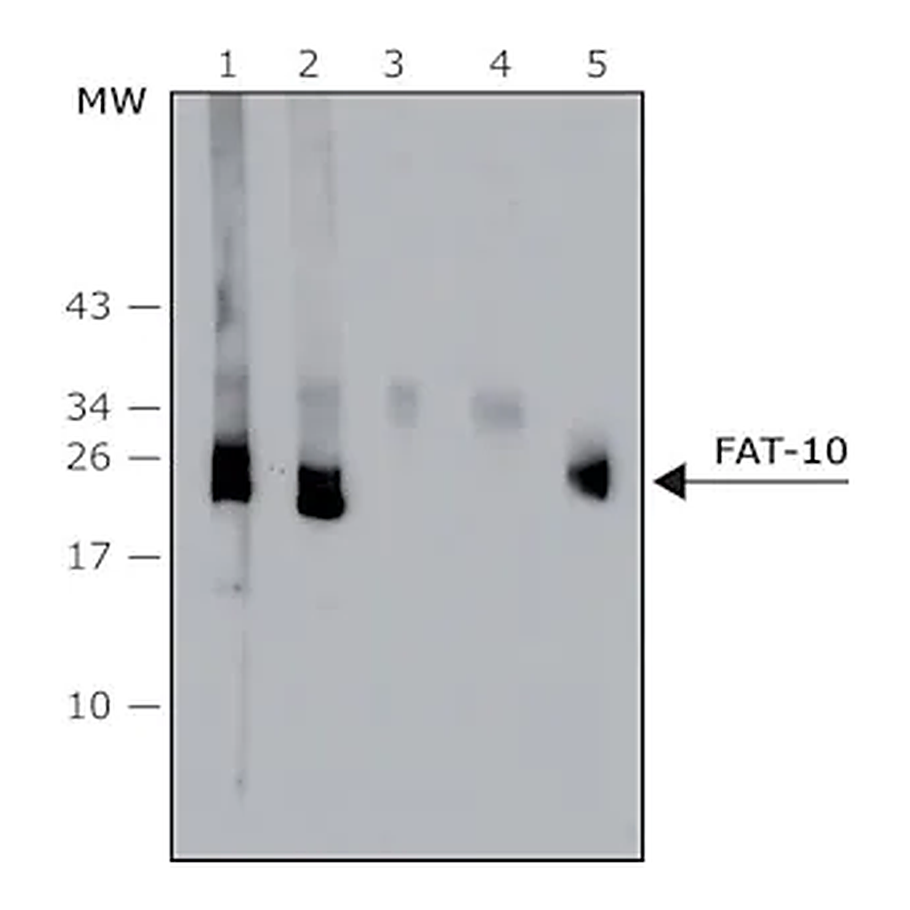 Merck Anti-FAT10 (human specific) antibody, Mouse monoclonal