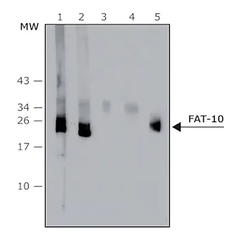 Merck Anti-FAT10 (human specific) antibody, Mouse monoclonal