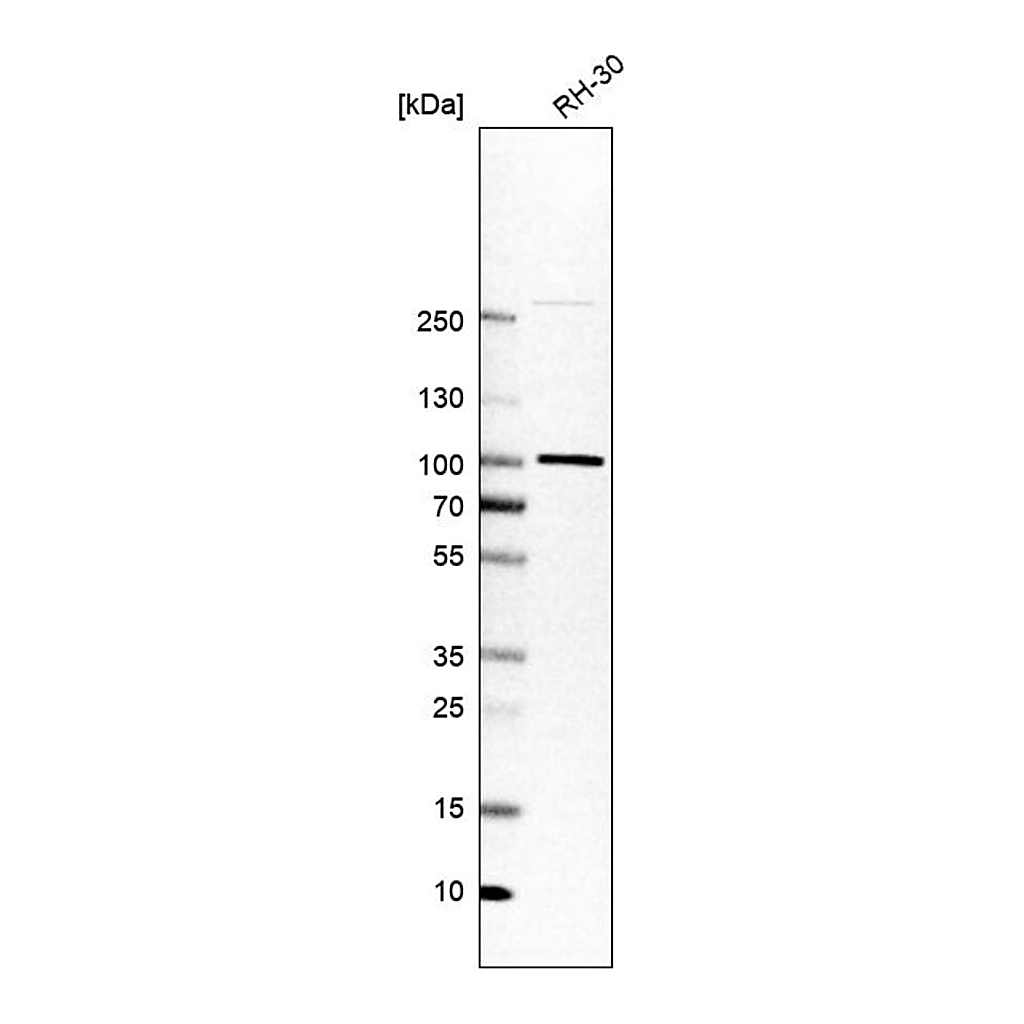 Merck Anti-APPL1