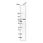Merck Anti-APPL1