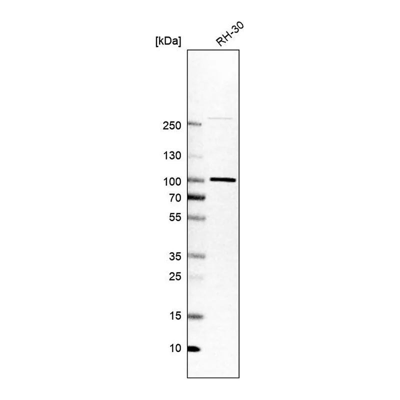 Merck Anti-APPL1