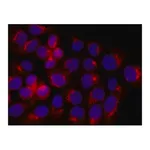 Merck Anti-Acetylcholinesterase (AChE) antibody produced in rabbit