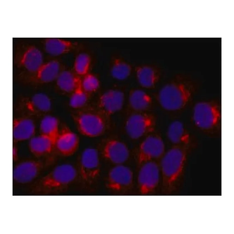 Merck Anti-Acetylcholinesterase (AChE) antibody produced in rabbit