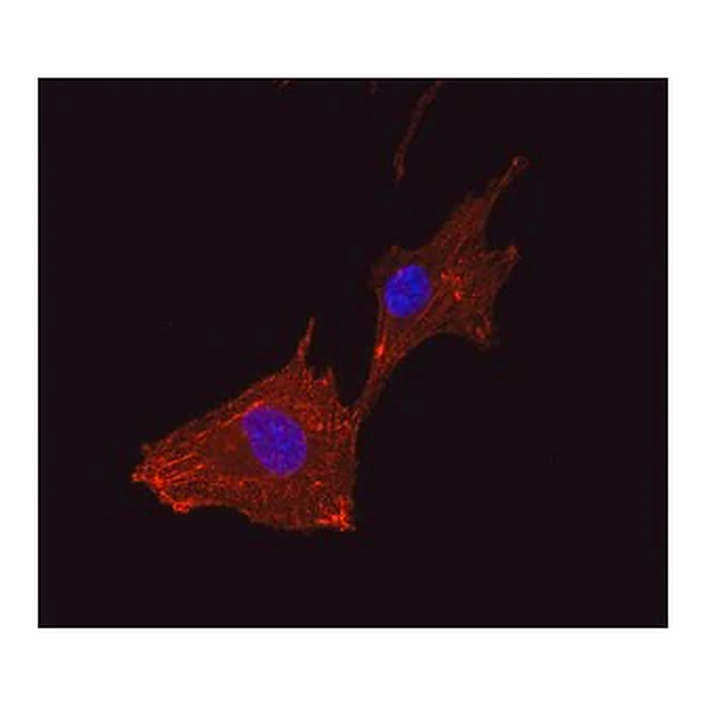Merck Anti-α Actinin antibody, Mouse monoclonal