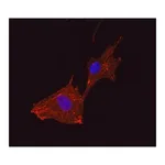 Merck Anti-α Actinin antibody, Mouse monoclonal