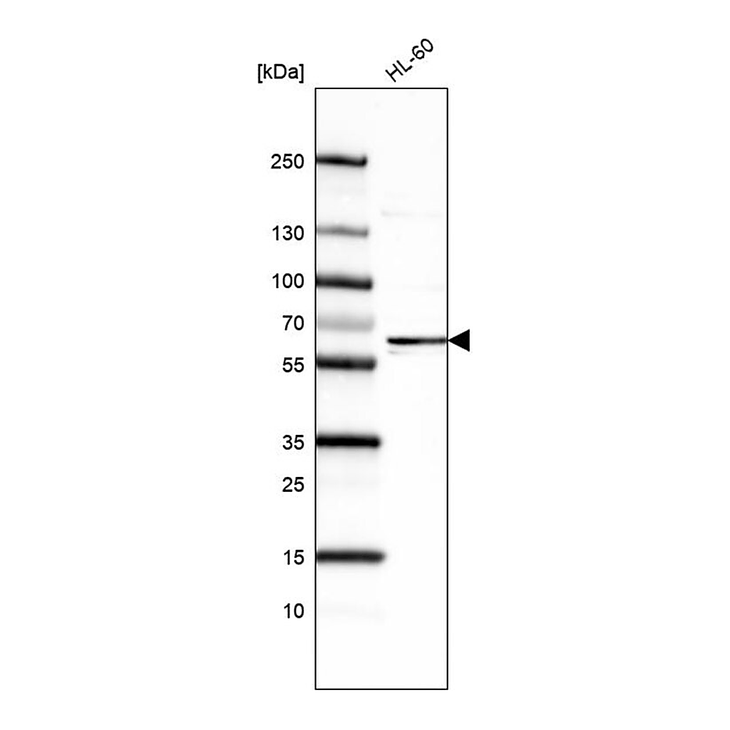 Merck Monoclonal Anti-FUT4 antibody produced in mouse