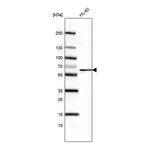 Merck Monoclonal Anti-FUT4 antibody produced in mouse