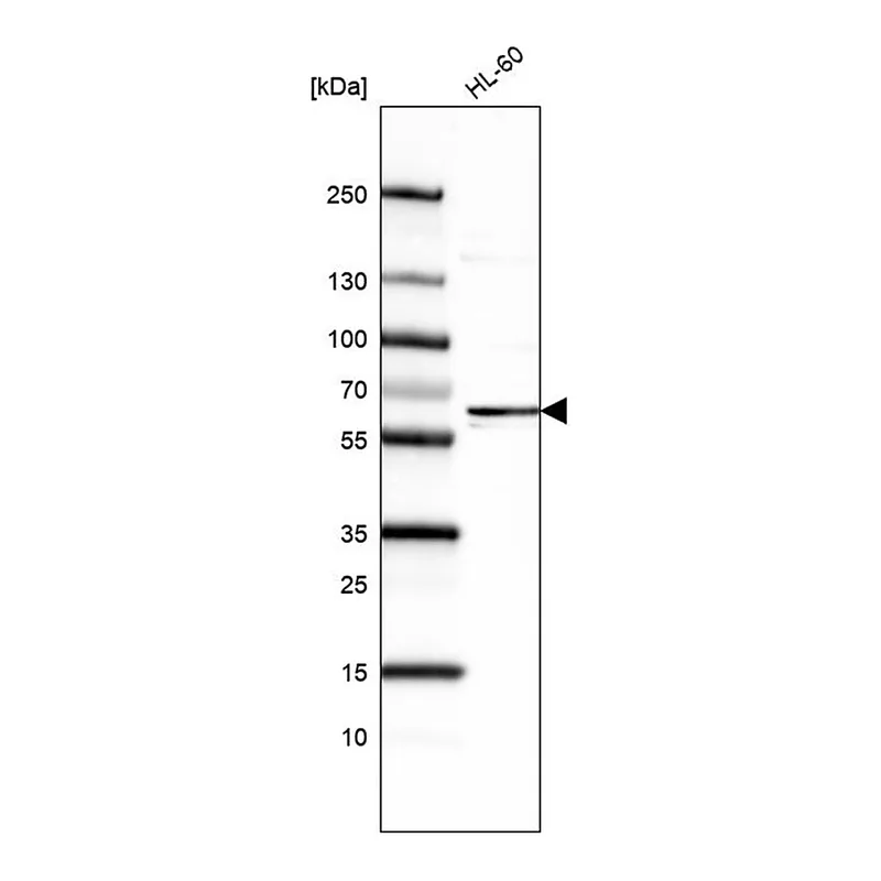 Merck Monoclonal Anti-FUT4 antibody produced in mouse