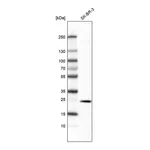 Merck Monoclonal Anti-EFNA1 antibody produced in mouse