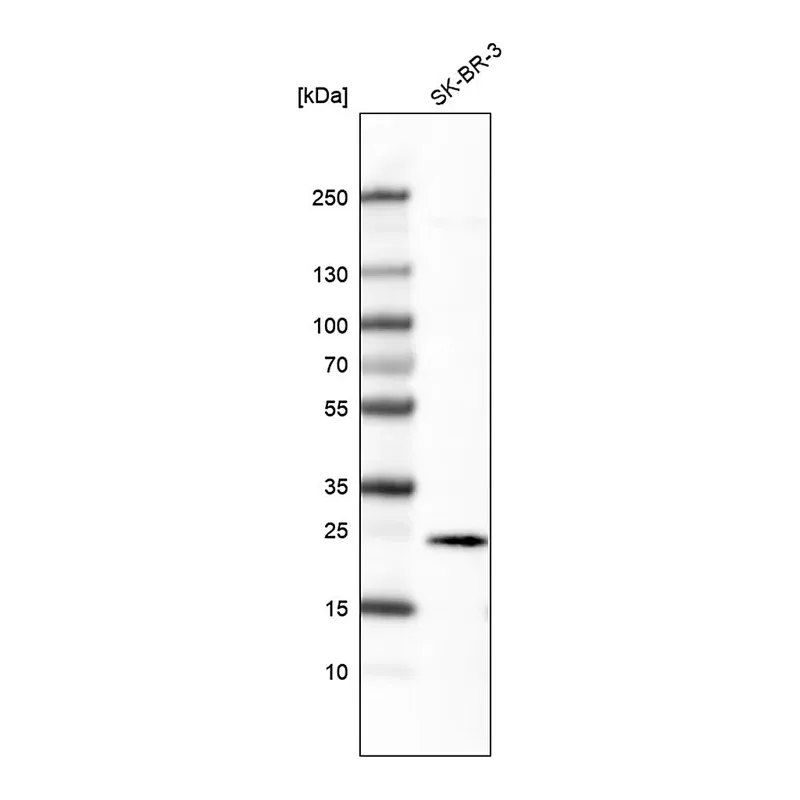 Merck Monoclonal Anti-EFNA1 antibody produced in mouse