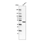Merck Monoclonal Anti-FOS antibody produced in mouse