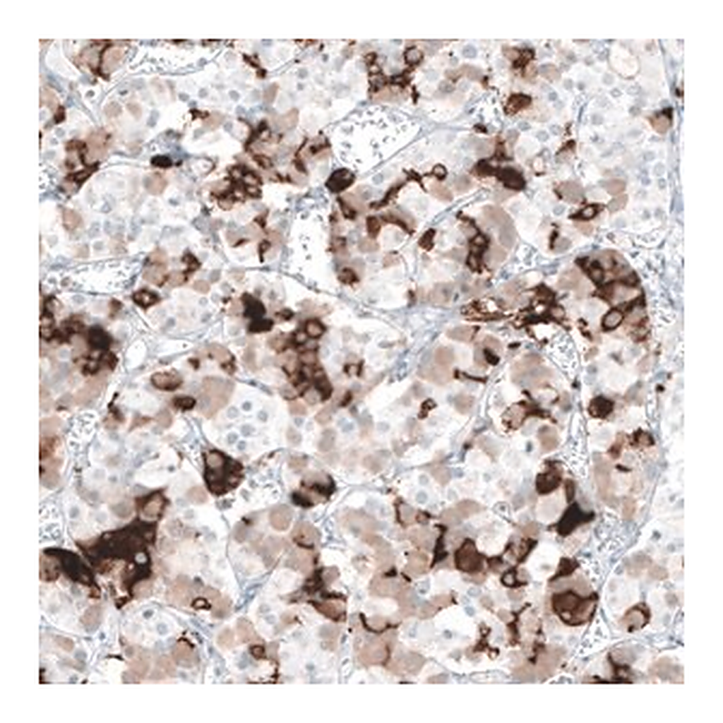Merck Monoclonal Anti-PRL antibody produced in mouse