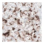 Merck Monoclonal Anti-PRL antibody produced in mouse