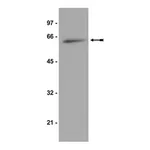 Merck Anti-p70 S6 Kinase Antibody