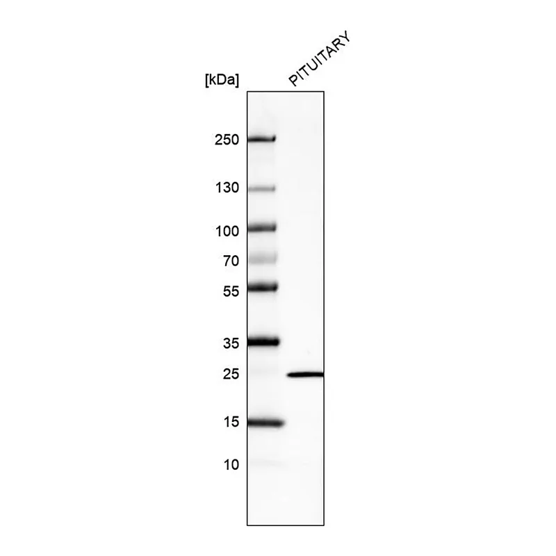 Merck Monoclonal Anti-PRL