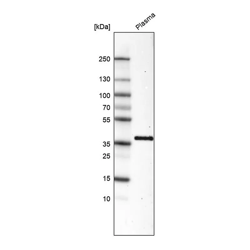 Merck Monoclonal Anti-INHBC antibody produced in mouse