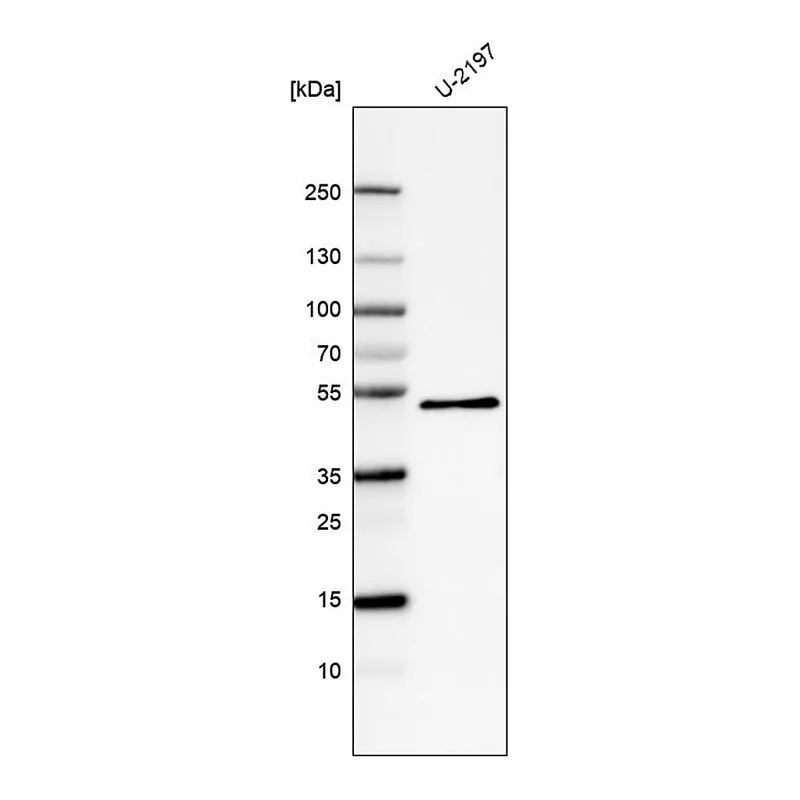 Merck Monoclonal Anti-PCOLCE antibody produced in mouse