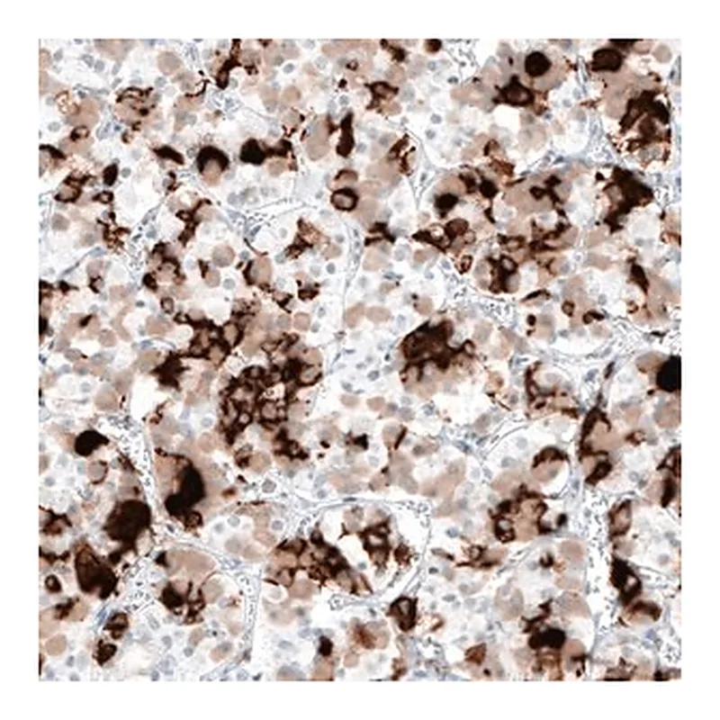Merck Monoclonal Anti-PRL antibody produced in mouse