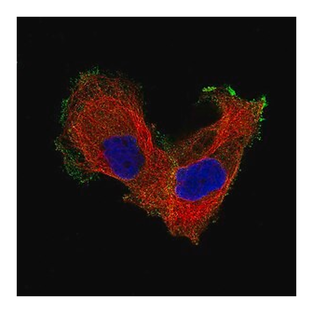 Merck Monoclonal Anti-ITGB8 antibody produced in mouse