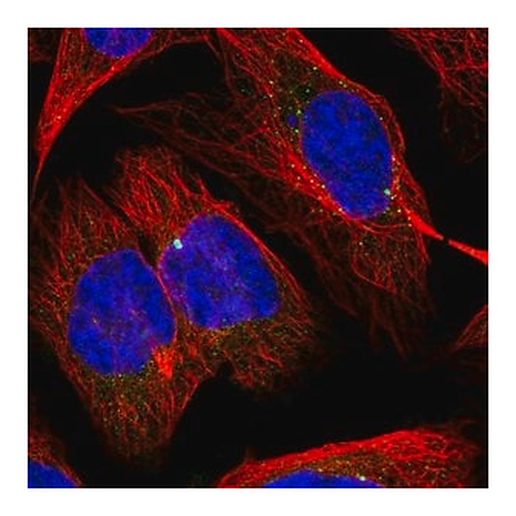 Merck Anti-SLC1A4 antibody produced in rabbit