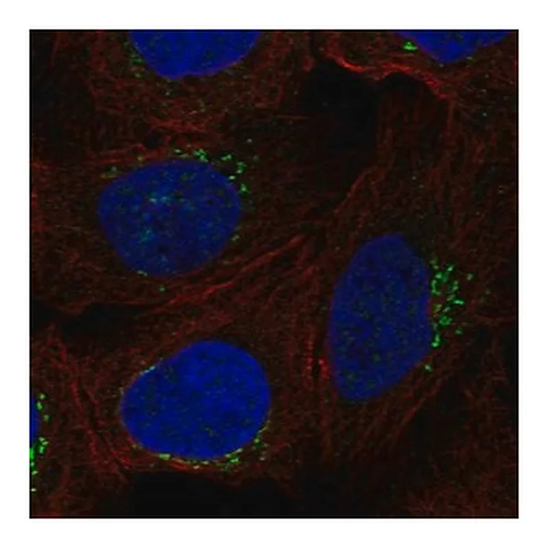 Merck Anti-RGS18 antibody produced in rabbit