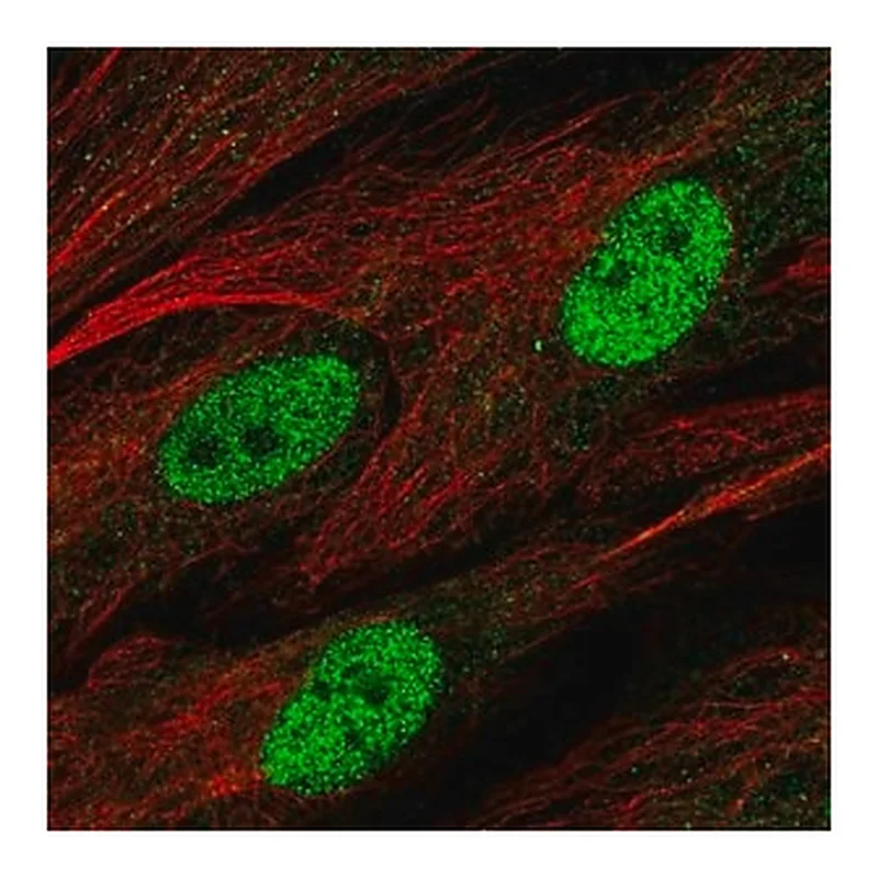 Merck Anti-C1orf204 antibody produced in rabbit