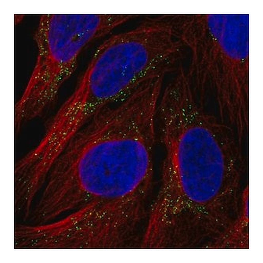 Merck Anti-RYR3 antibody produced in rabbit