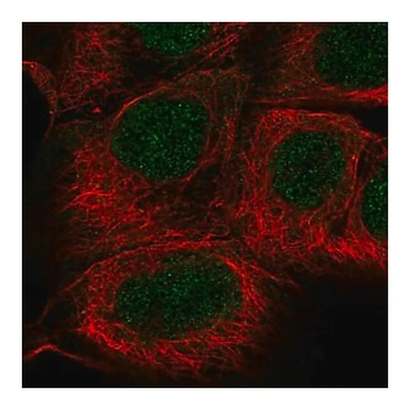 Merck Anti-SGPP1 antibody produced in rabbit